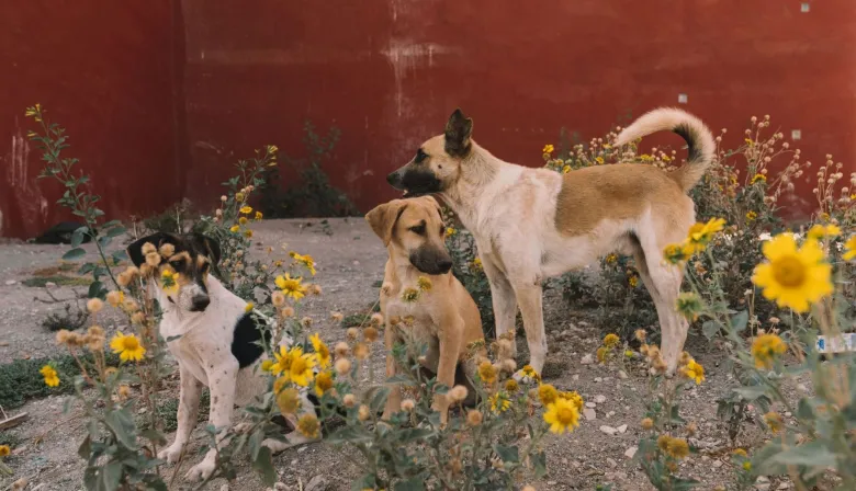 Marruecos refuerza su plan TNVR para la limpieza de perros callejeros antes del Mundial