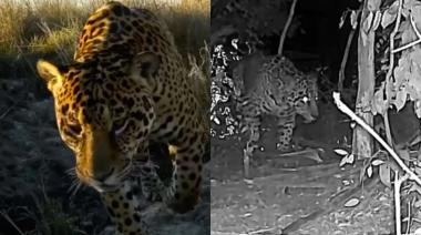 Registran un yaguareté y se renuevan las esperanzas para su conservación