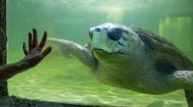 El tortugo Jorge ya recorrió 500 km hacia su nuevo hábitat, el norte de Brasil