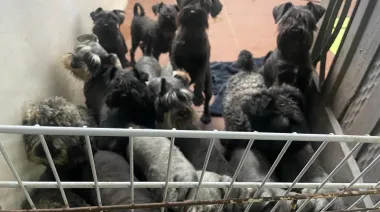 Cierran criadero ilegal y rescatan a 20 perros valuados en más de $ 20 millones