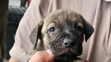 Maltrato animal: rescatan cachorros que eran vendidos ilegalmente en Pompeya