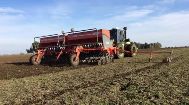 Trigo: en zona núcleo, esperan un aumento en el área sembrada
