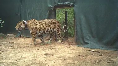 Liberan en El Impenetrable a una yaguareté silvestre proveniente del Iberá