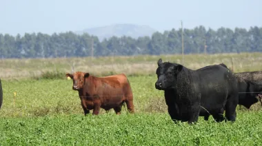 Con buen clima y precios firmes, los productores ganaderos vuelven a apostar a la recría