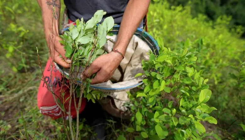 La ONU alerta sobre Colombia tras un salto del 53% en su producción de cocaína