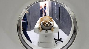 Hito en la UNLP: Veterinaria inaugura el primer tomógrafo computado en una universidad pública