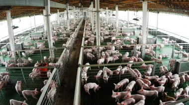 En Agroactiva, el Gobierno nacional agilizó el acceso a créditos para productores porcinos