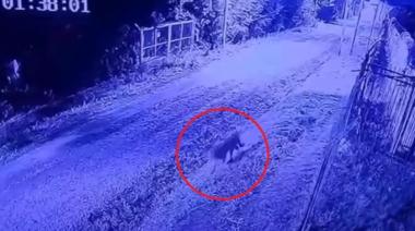 Con drones y personal especializado, buscan a un puma que fue visto en un barrio cerrado