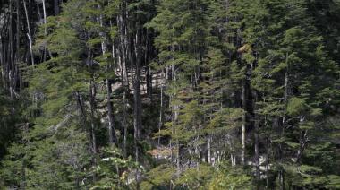 Argentina avanza con el Proyecto REDD+ para reducir la deforestación