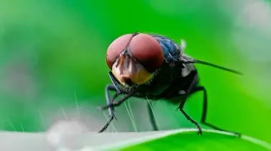 La técnica de la mosca estéril: México y Sheinbaum frente al rebrote del gusano barrenador