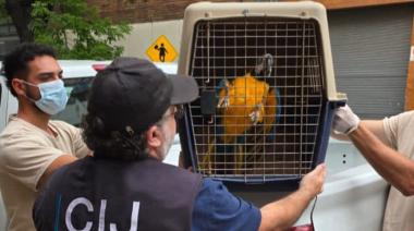 Descubren veterinaria ilegal en Almagro con guacamayos y un tucán