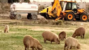 Nordelta: revocan la cautelar que protegía carpinchos y humedales