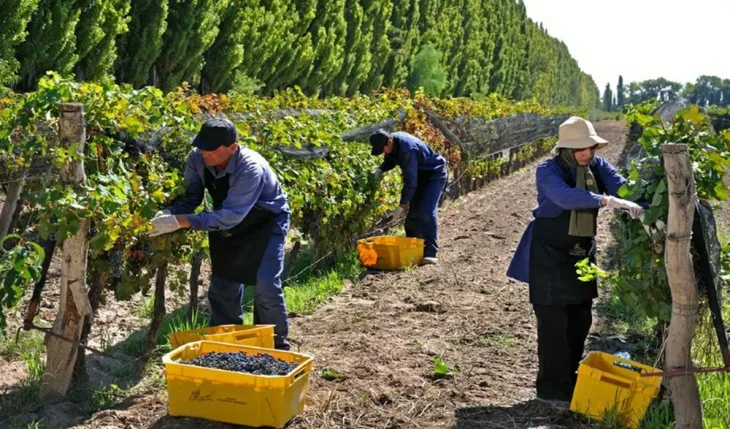 Producción de vino y cítricos en Argentina, sectores beneficiados por el acuerdo.