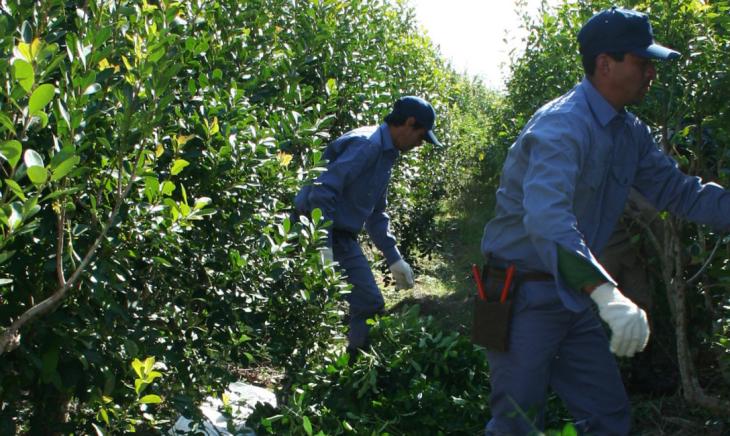 Trabajadores cosechando yerba mate en Misiones