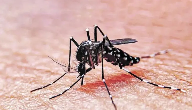 Pico histórico de dengue: se registran más de tres muertes por día y hay guardias colapsadas