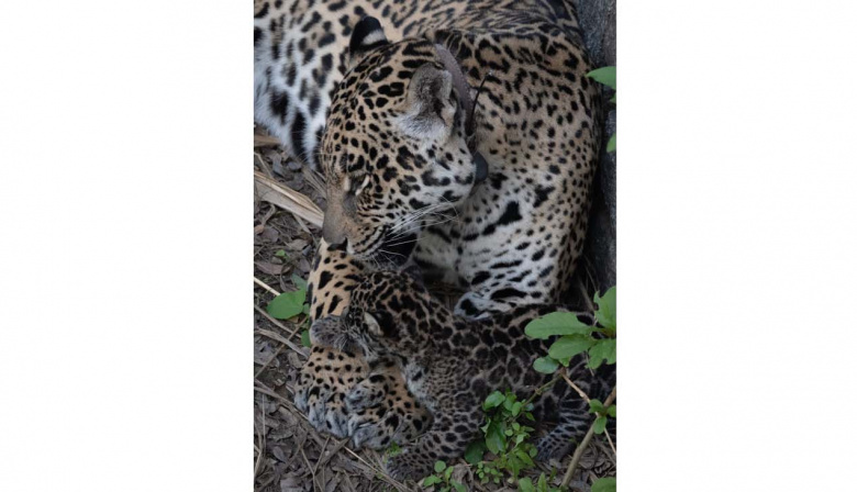 Presentan una cautelar para que la yaguareté del EcoParque y su cría sean llevadas a un hábitat semicontrolado