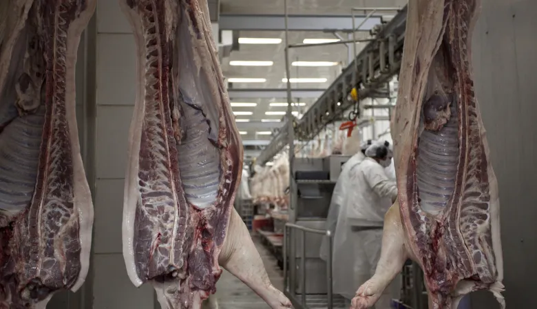 En el primer trimestre del año, las importaciones de carne porcina aumentaron un 348%