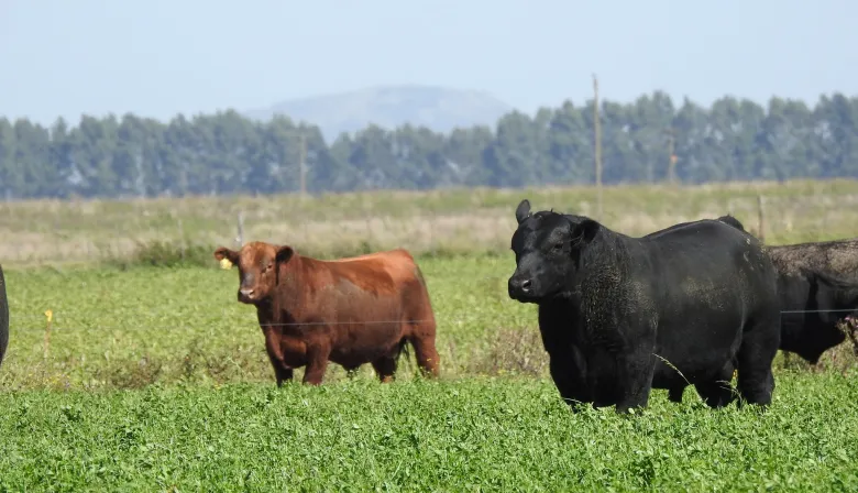 Con buen clima y precios firmes, los productores ganaderos vuelven a apostar a la recría