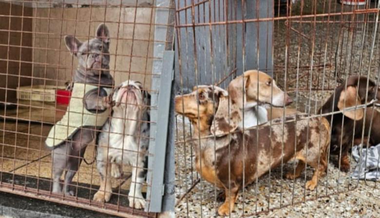 Rescatan a 13 perros y un "loro hablador" de un criadero ilegal en Villa Urquiza