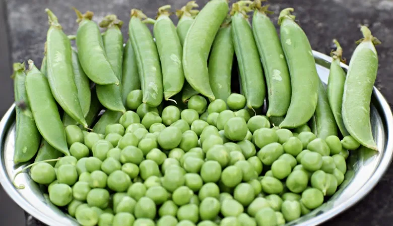La producción de legumbres crece a niveles récord, pero las exportaciones no acompañan