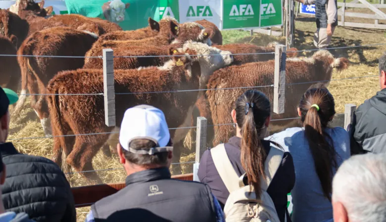 Agroactiva: precios firmes en los remates de gordo, invernada y cría