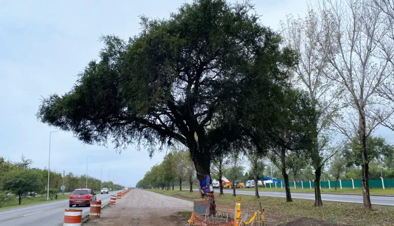 Convocan a un "abrazo simbólico" para proteger árbol de 300 años amenazado por obra vial