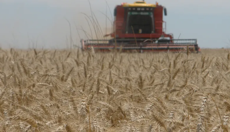 Sube la siembra de trigo en La Pampa, pero los márgenes rentables siguen ajustados