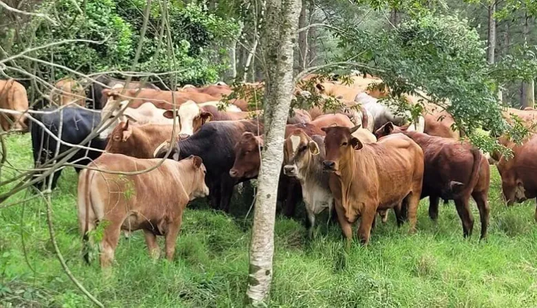Deforestación: “Esperamos que se reconsidere la denominación que nos dio Europa"