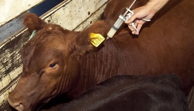 Cómo cambió el negocio veterinario en un nuevo contexto económico
