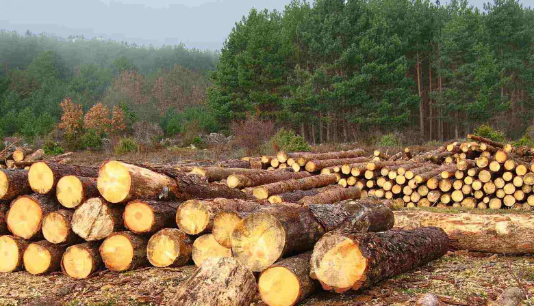 Deforestación: “El primero de enero es pasado mañana”, sostuvo Gustavo Idígoras