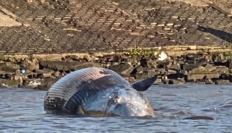 Hallaron una ballena muerta en la costa de Vicente López