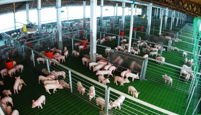 Del maíz a la energía y del cerdo al biogás: cuando el agro apuesta al valor agregado