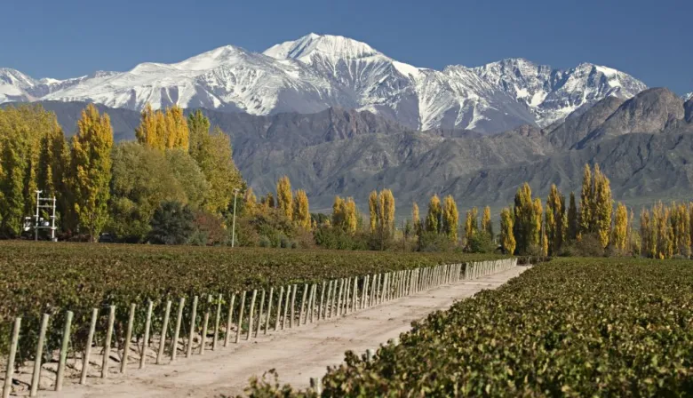 Cooperativas vitivinícolas aportaron el 22% de la cosecha 2025 en Mendoza