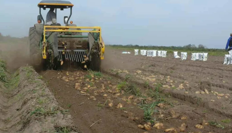 ¿Menos papa en 2026? Productores en alerta por caída de precios y sobreoferta