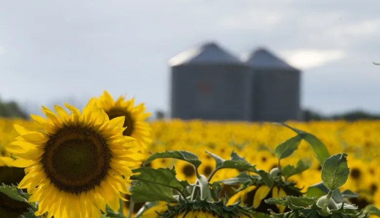 Girasol: claves genéticas y sanitarias para elegir el híbrido adecuado