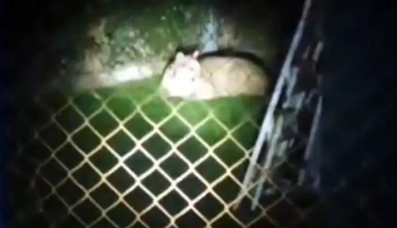 Alerta en Moreno por un puma suelto: ya mató a más de una docena de animales