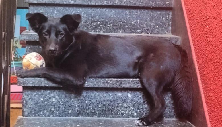 Cómo cambió el vínculo con las mascotas y por qué ahora viven el doble