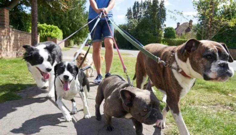 La UBA lanza un curso gratuito para formar paseadores de perros profesionales