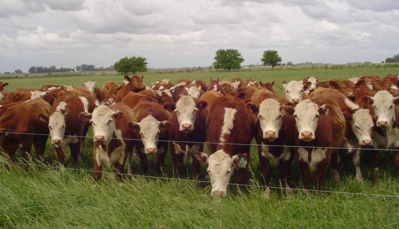 Con una faena que no afloja, la ganadería necesita más kilos por cabeza para sostener la oferta de carne