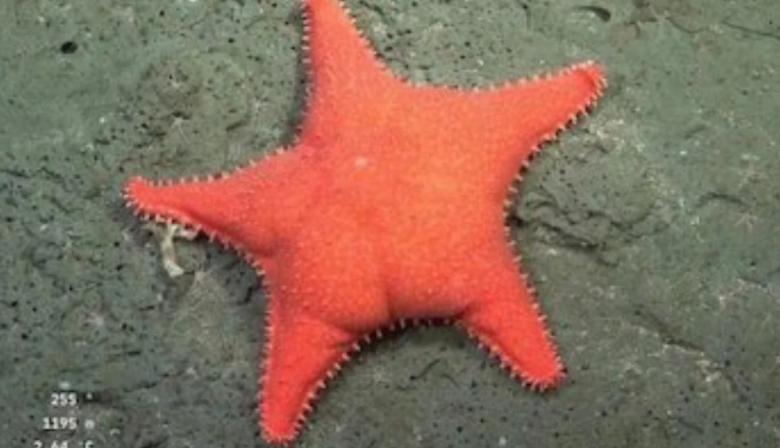 La Estrella Culona del CONICET arrasa donde los políticos fracasan