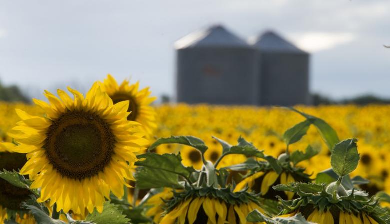 En junio, la molienda de girasol acumuló 2,23 millones de toneladas y alcanzó un récord histórico