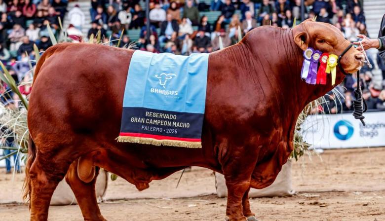 En Córdoba, se pagaron $272 millones por el 50% de un toro Brangus