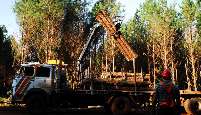 “No se cortan bosques nativos para hacer papel”