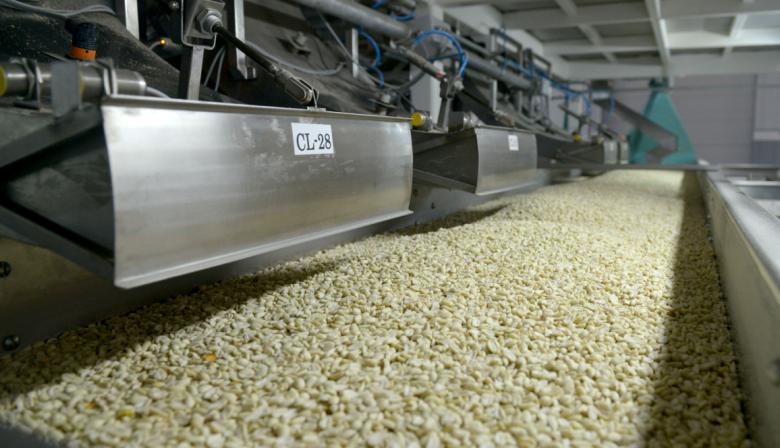 Con exportaciones récord, Argentina lidera el mercado mundial de maní
