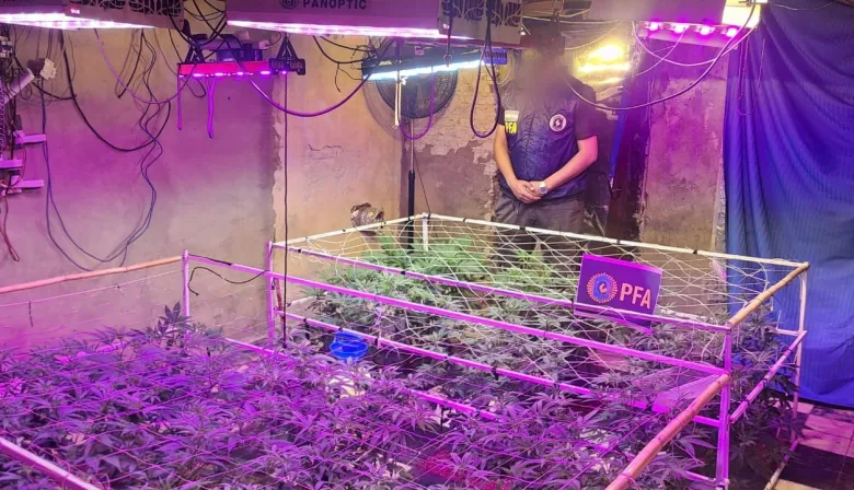 Descubren un vivero indoor con más de 900 plantas de marihuana en Avellaneda