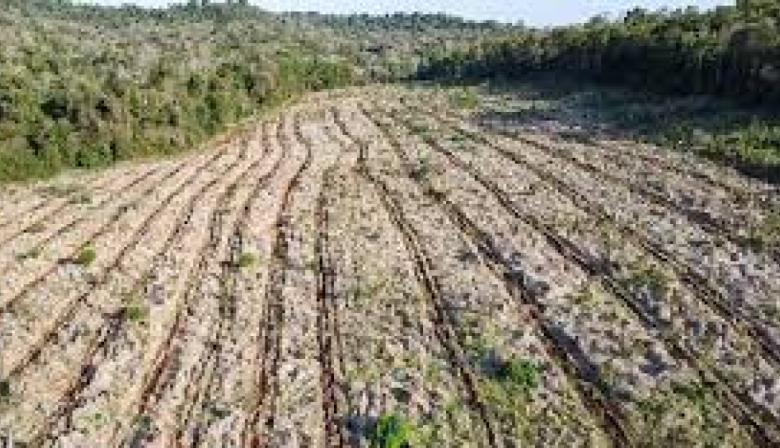 Vida Silvestre y ArgenINTA: ¿cómo es el nuevo plan para los bosques nativos?