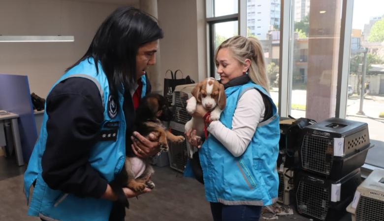 Policía de la Ciudad descubre traspaso ilegal de animales sobre la General Paz