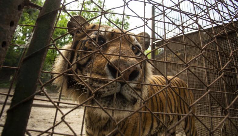La ONG Four Paws rescatará a más de 60 animales del antiguo zoológico de Luján