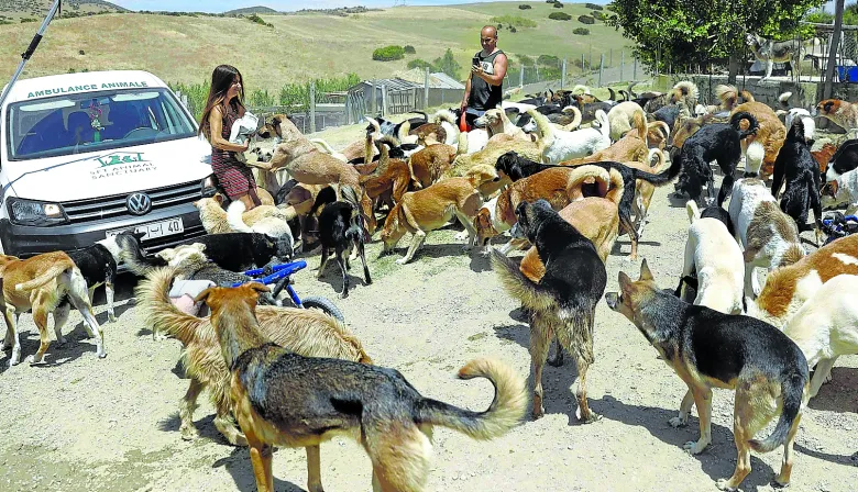 Marruecos: denuncian matanzas de perros antes del Mundial 2030