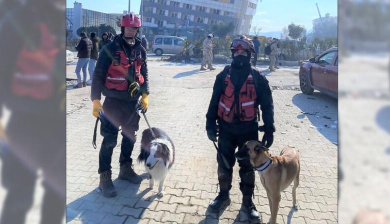 Perros y gatos: héroes que ayudan en catástrofes y mejoran la salud mental